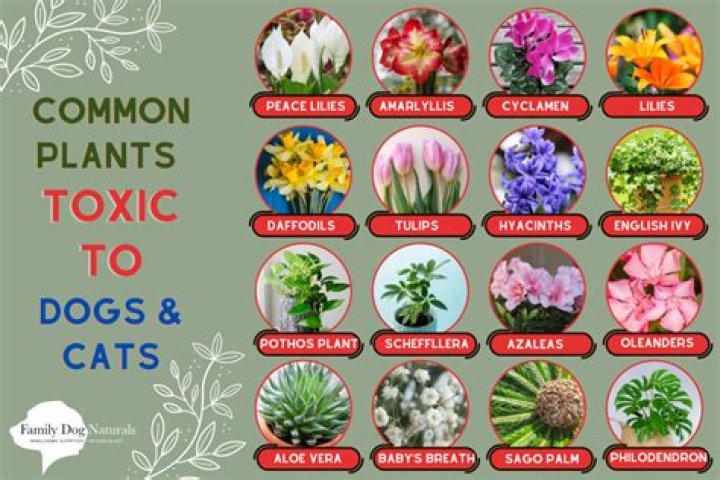 Are any trees poisonous to dogs