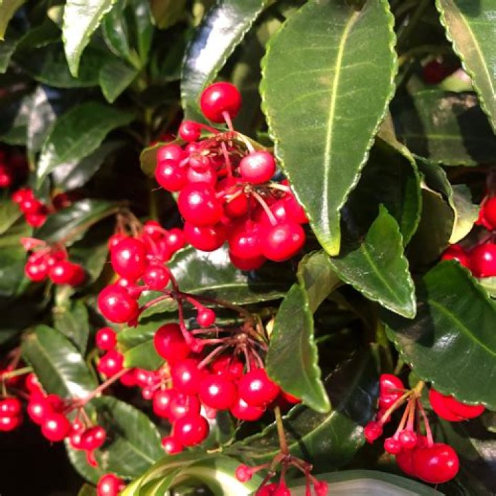 Are Ardisia berries poisonous