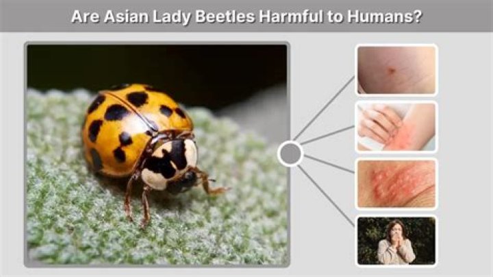Are Asian lady beetles harmful to humans