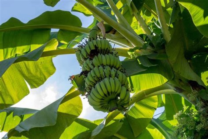 Are banana trees native to Florida