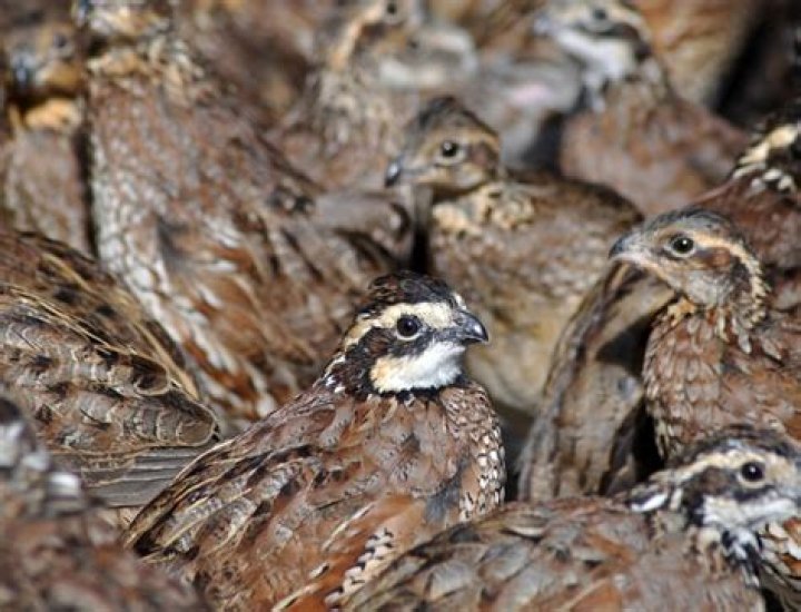 Are bobwhites extinct