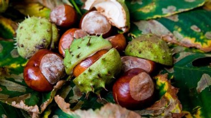 Are conkers nuts or seeds