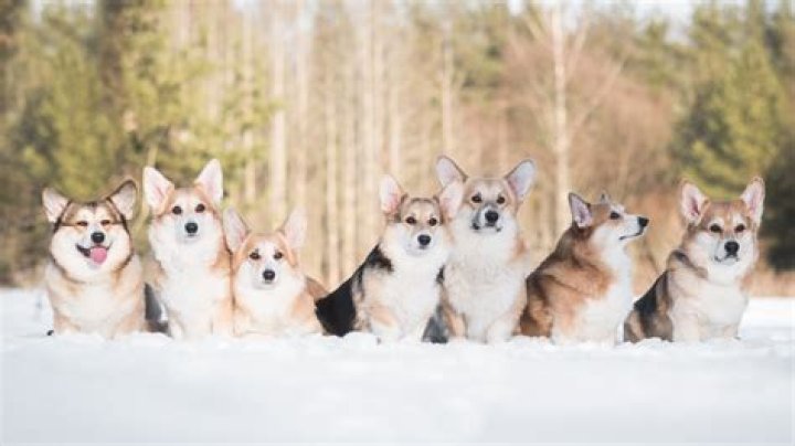 Are corgis Snow Dogs