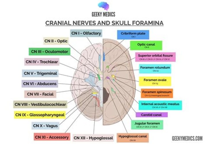 Are cranial nerves part of the CNS