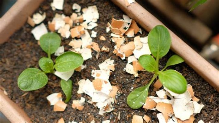 Are crushed eggshells good for plants