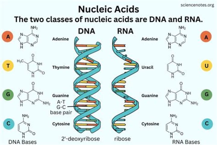 Are DNA and RNA the only nucleic acids