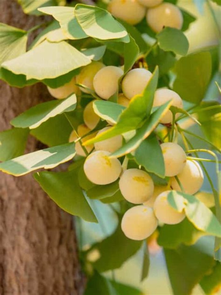 Are ginkgo nuts safe to eat