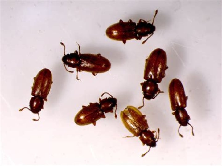 Are grain beetles harmful to humans