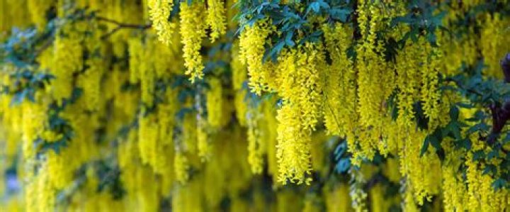 Are laburnum trees poisonous to dogs