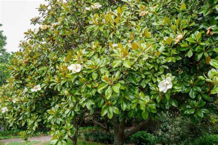 Are magnolia trees self pollinating