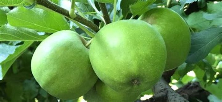 Are Mutsu apples good for applesauce