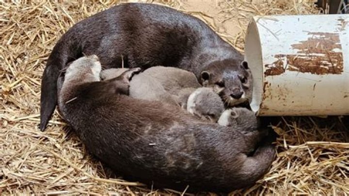 Are otters born in eggs