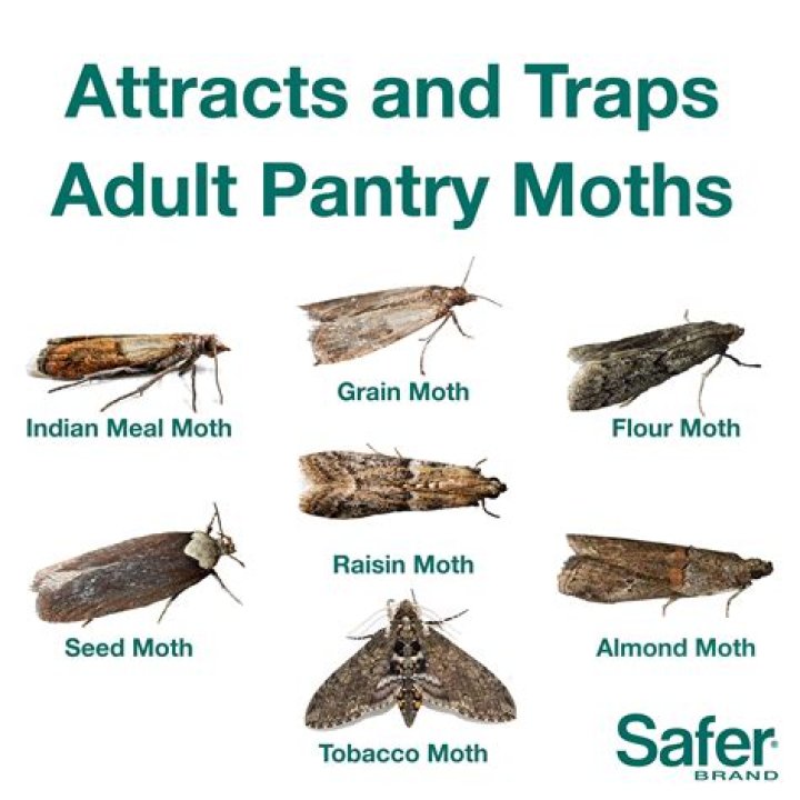 Are pantry moths harmful to your health