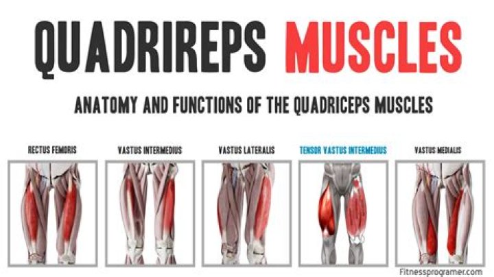 Are quadriceps stronger than hamstrings