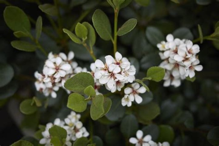 Are Rhaphiolepis Indica berries poisonous