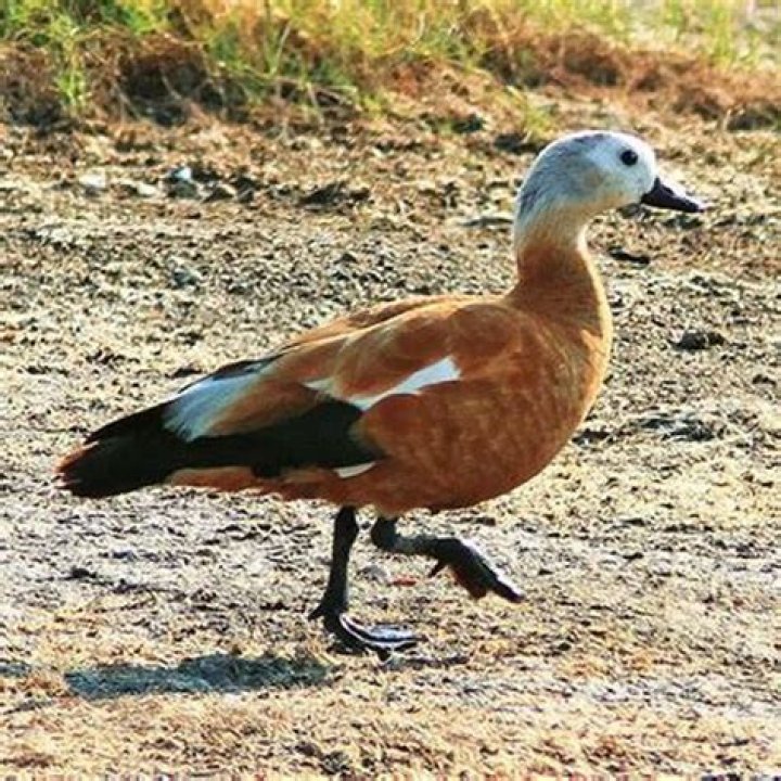 Are ruddy ducks rare