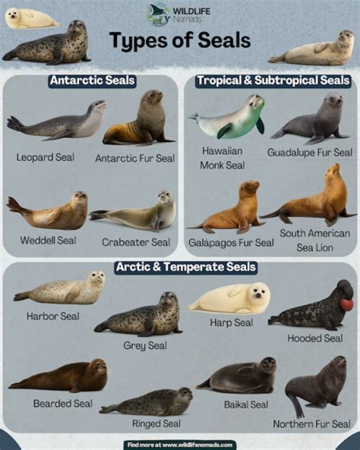 Are seals a keystone species
