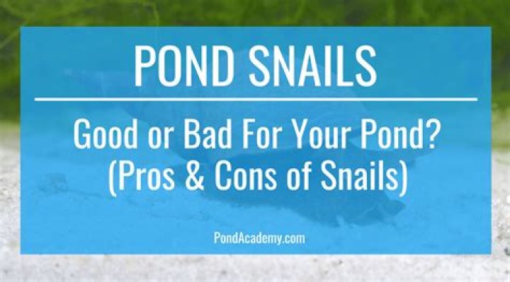 Are snails good for your pond