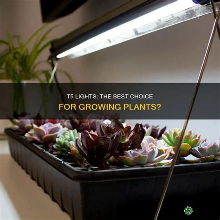 Are t5 lights good for growing vegetables