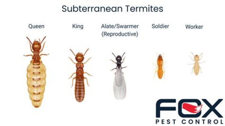 Are termites unlucky