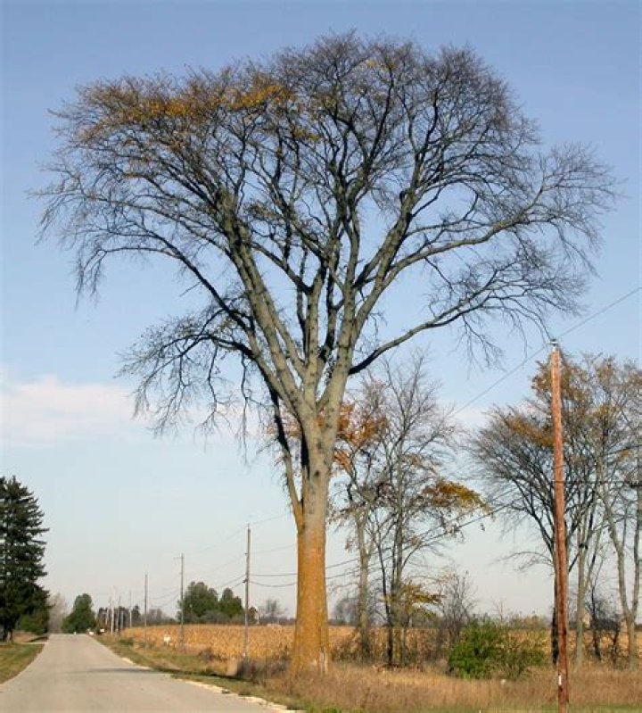 Are there any elm trees left in the United States