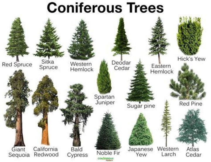 Are there any evergreen maple trees