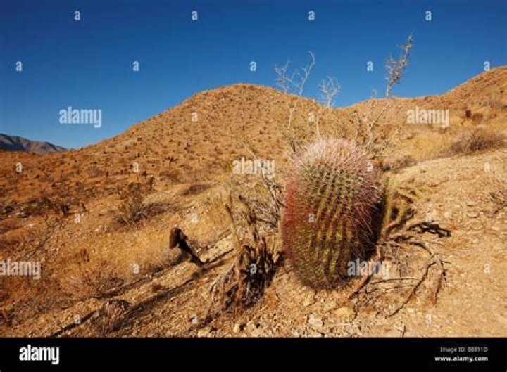 Are there cactus in Palm Springs