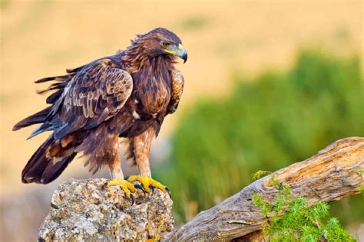 Are there golden eagles on Vancouver Island