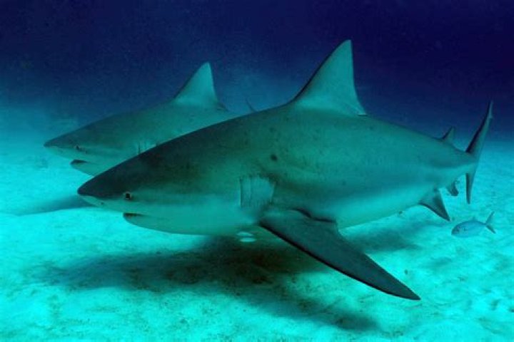 Are there sharks near California