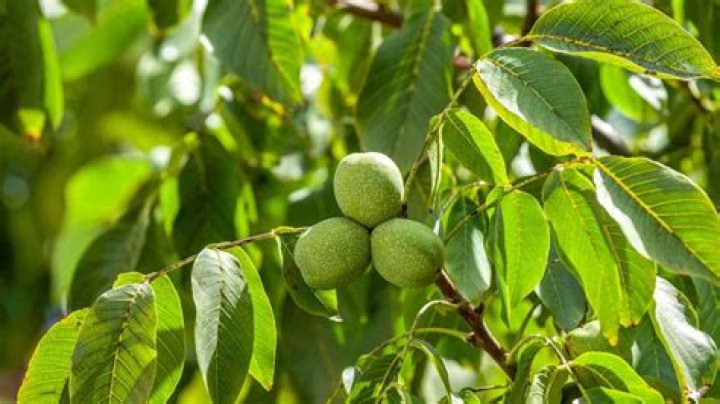 Are walnut trees grafted