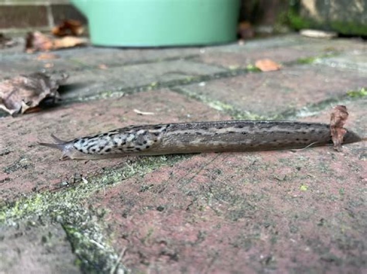 Are white slugs poisonous