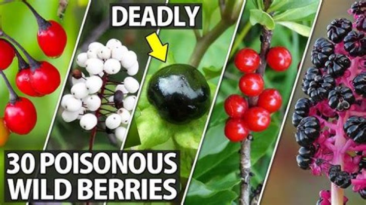 Are yew berries poisonous to humans