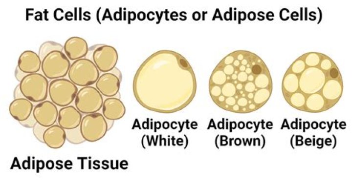 At what age do fat cells develop