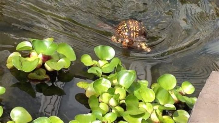 Can a box turtle live in a pond