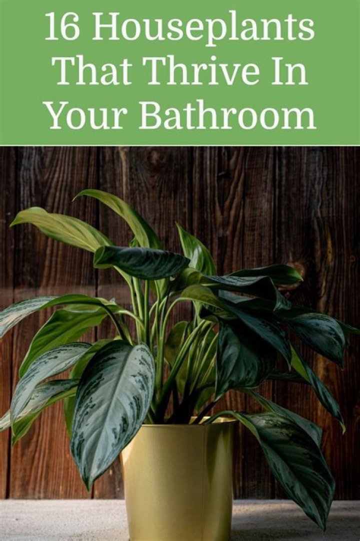 Can aloe vera survive in bathroom