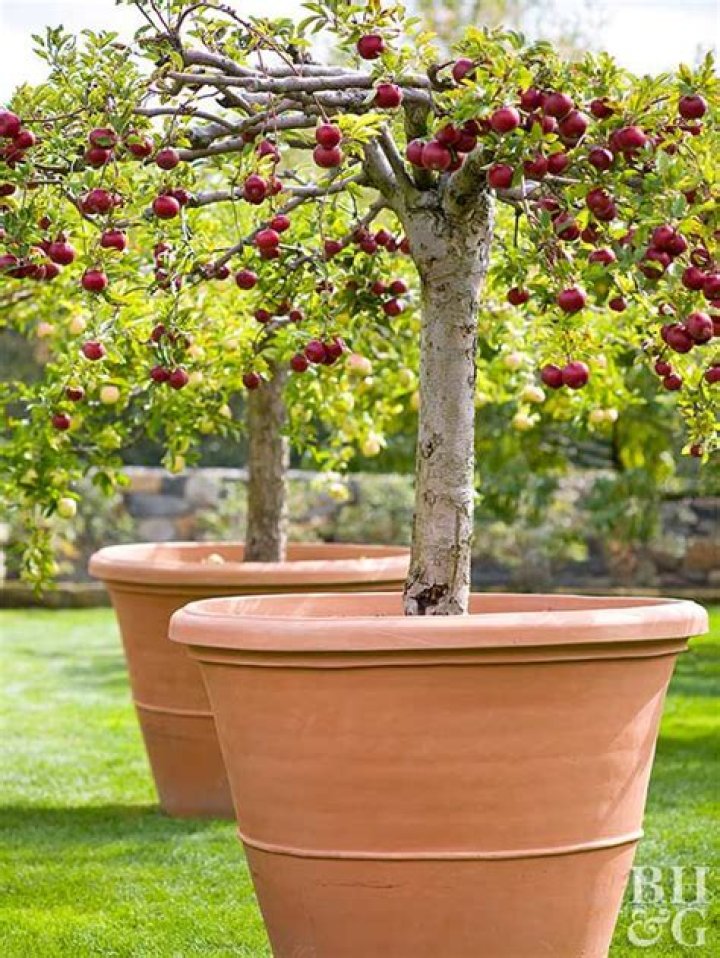 Can Apple trees be grown in pots