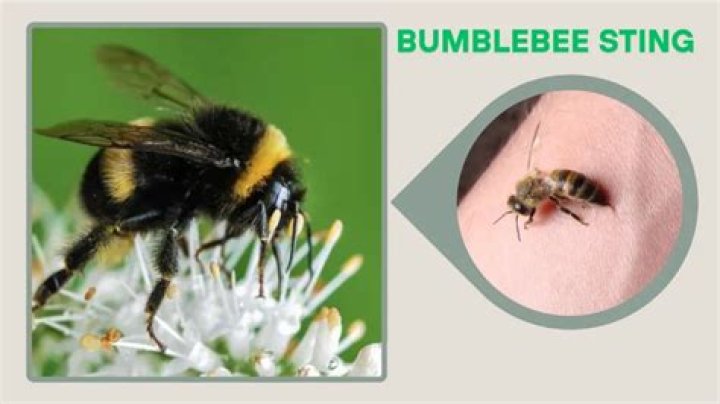Can bees sting Bees