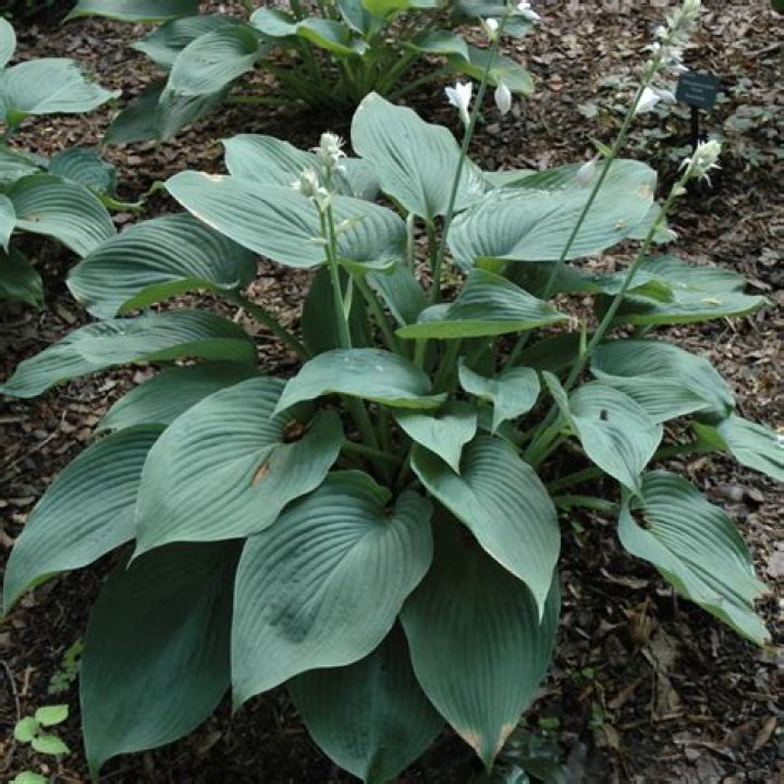 Can Blue Angel hosta tolerate sun