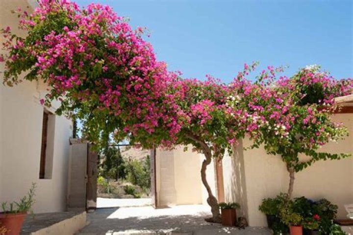 Can Bougainvillea grow in Colorado
