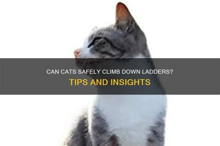 Can cats climb down ladders