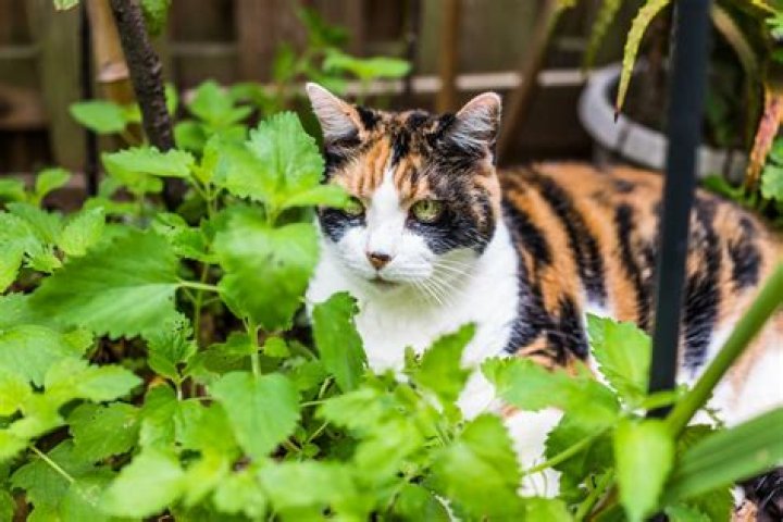 Can cats eat catmint plants