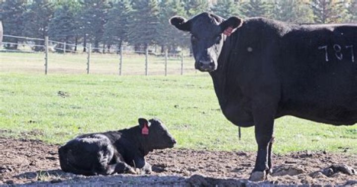 Can cattle eat pigweed
