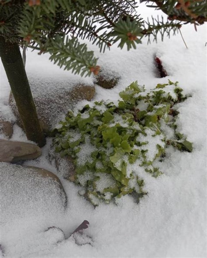 Can coral bells survive the winter