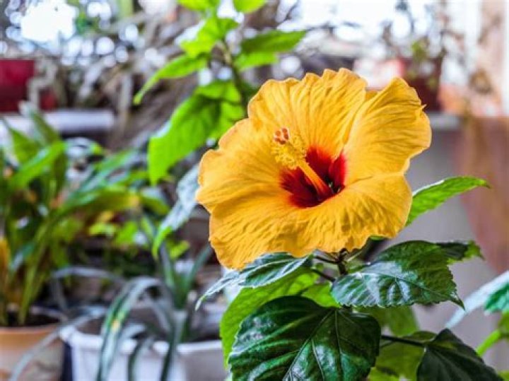 Can hibiscus tolerate wind