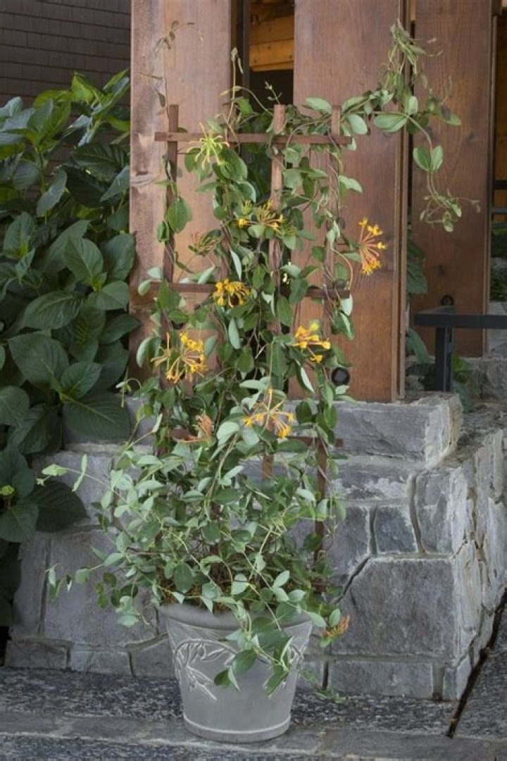 Can honeysuckle grow in containers