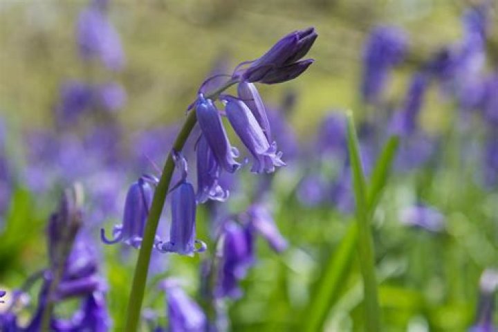 Can I dig up bluebells