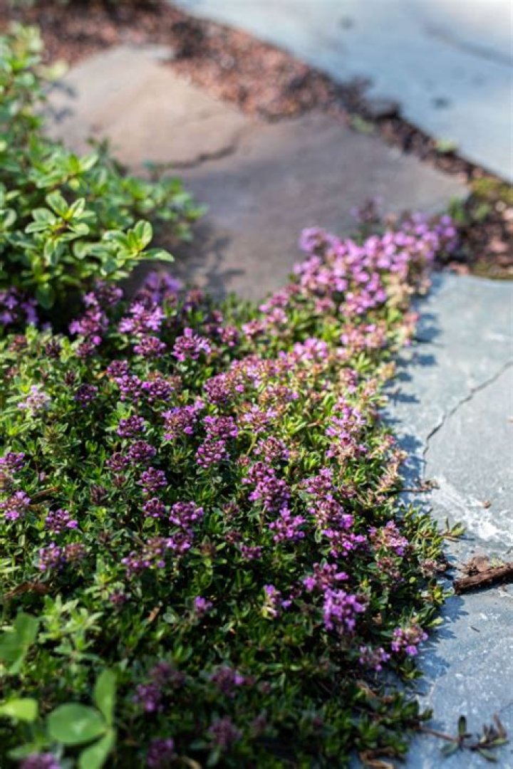 Can I grow creeping thyme from seed