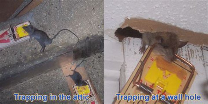 Can mice dig through walls