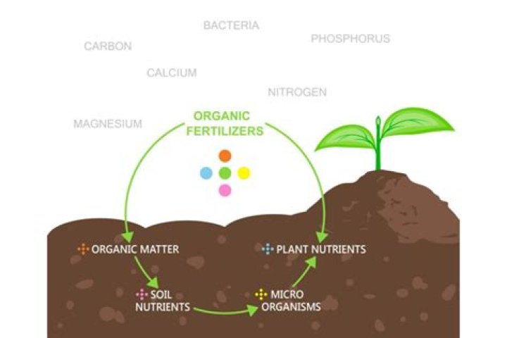 Can plants absorb fertilizer through leaves