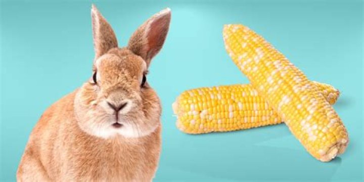 Can rabbits eat corn on the cob